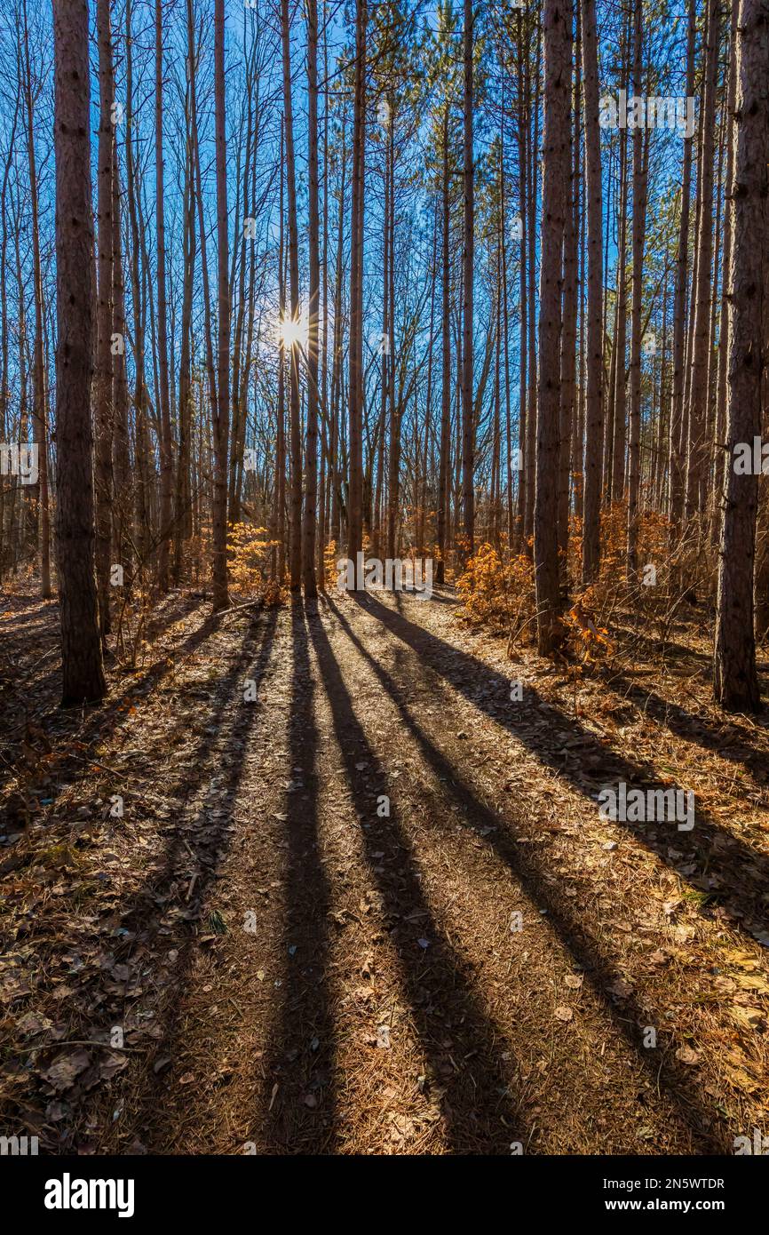 Red Pine, Pinus resinosa, piantagione che getta ombre su un sentiero nel Parco Naturale di Deerfield, Michigan centrale, USA Foto Stock