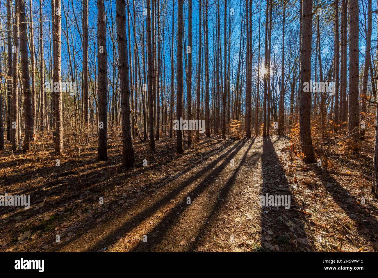 Red Pine, Pinus resinosa, piantagione che getta ombre su un sentiero nel Parco Naturale di Deerfield, Michigan centrale, USA Foto Stock