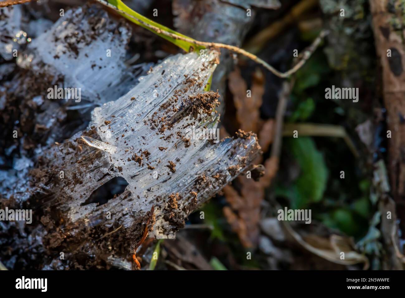 Ago ghiaccio, formato quando temperatura di suolo. È superiore a 0 °C e la temperatura dell'aria. È inferiore a 0° C, Deerfield Nature Park, Michigan centrale, Stati Uniti Foto Stock