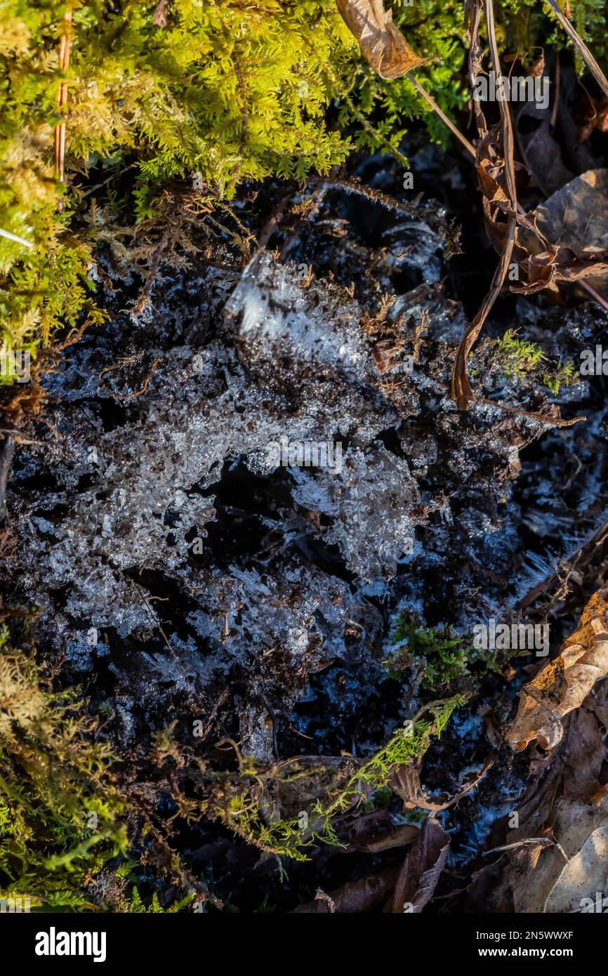 Ago ghiaccio, formato quando temperatura di suolo. È superiore a 0 °C e la temperatura dell'aria. È inferiore a 0° C, Deerfield Nature Park, Michigan centrale, Stati Uniti Foto Stock