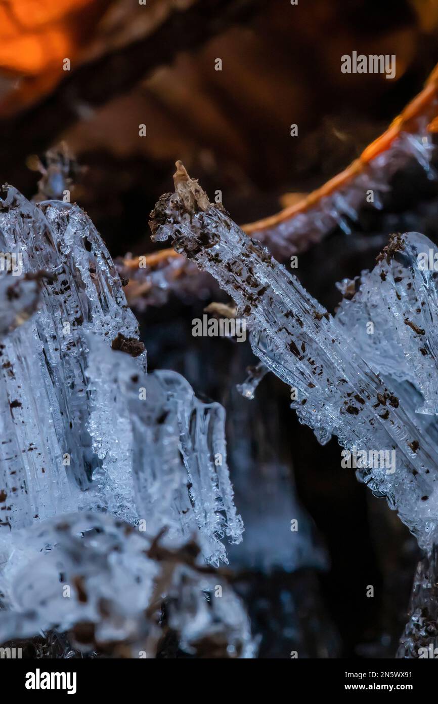 Ago ghiaccio, formato quando temperatura di suolo. È superiore a 0 °C e la temperatura dell'aria. È inferiore a 0° C, Deerfield Nature Park, Michigan centrale, Stati Uniti Foto Stock