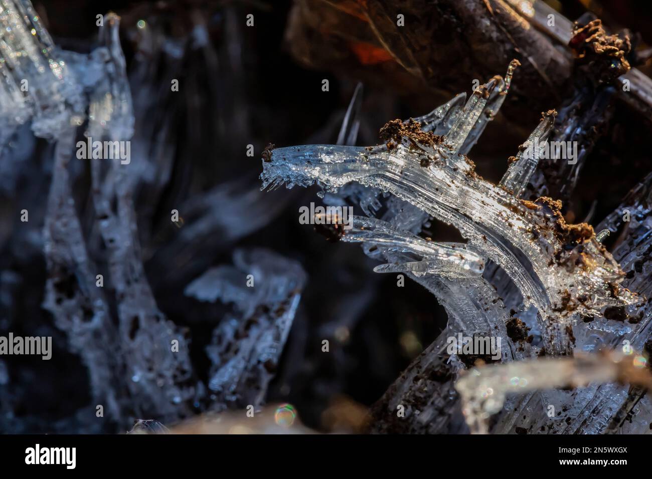 Ago ghiaccio, formato quando temperatura di suolo. È superiore a 0 °C e la temperatura dell'aria. È inferiore a 0° C, Deerfield Nature Park, Michigan centrale, Stati Uniti Foto Stock