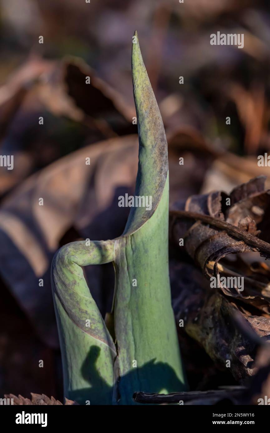 Skunk Cabbage, Symplocarpus foetidus, lascia emergere a gennaio nel Parco Naturale di Deerfield, Michigan centrale, USA Foto Stock