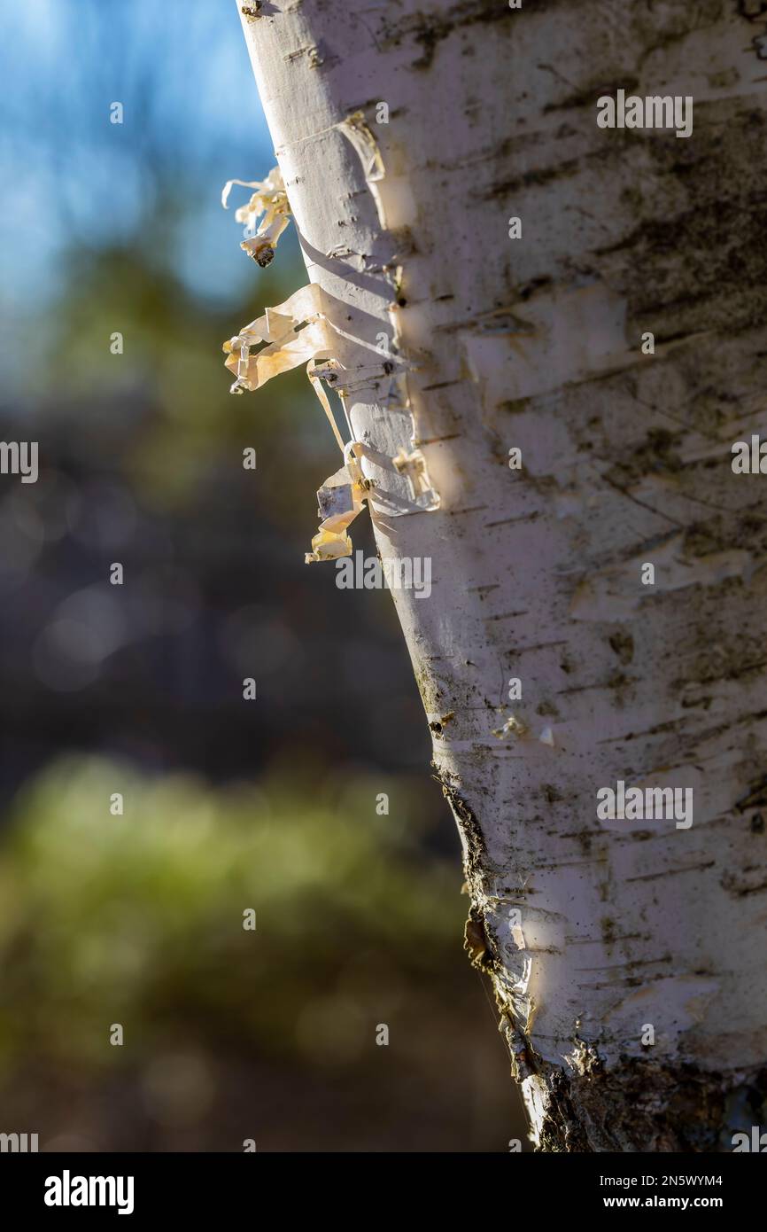 Paper Birch, Betula papyrifera, corteccia nel Deerfield Nature Park, Michigan centrale, Stati Uniti Foto Stock