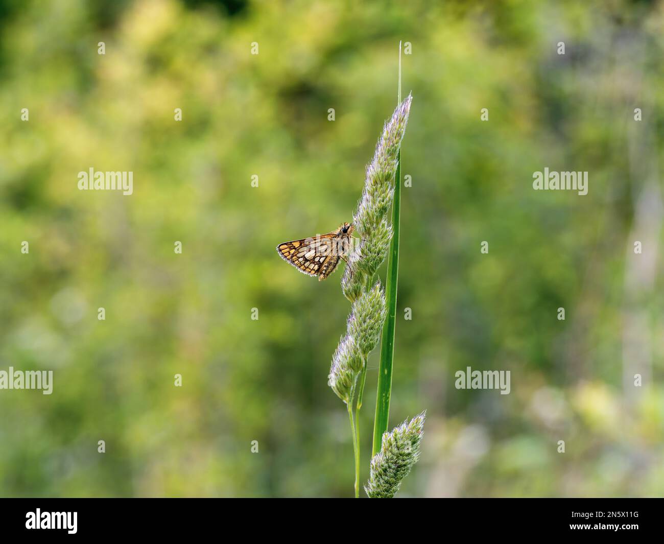 Skipper Chequered appoggiato su un gambo d'erba Foto Stock