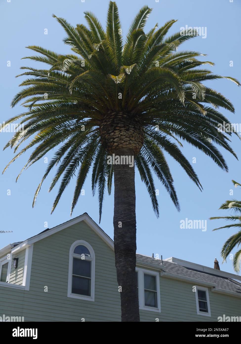 Un Canary Island Date Palm (phoenix canariensis) domina una casa ad angolo nel quartiere storico dei canali di Venezia, Los Angeles County, USA - Maggio 2015 Foto Stock