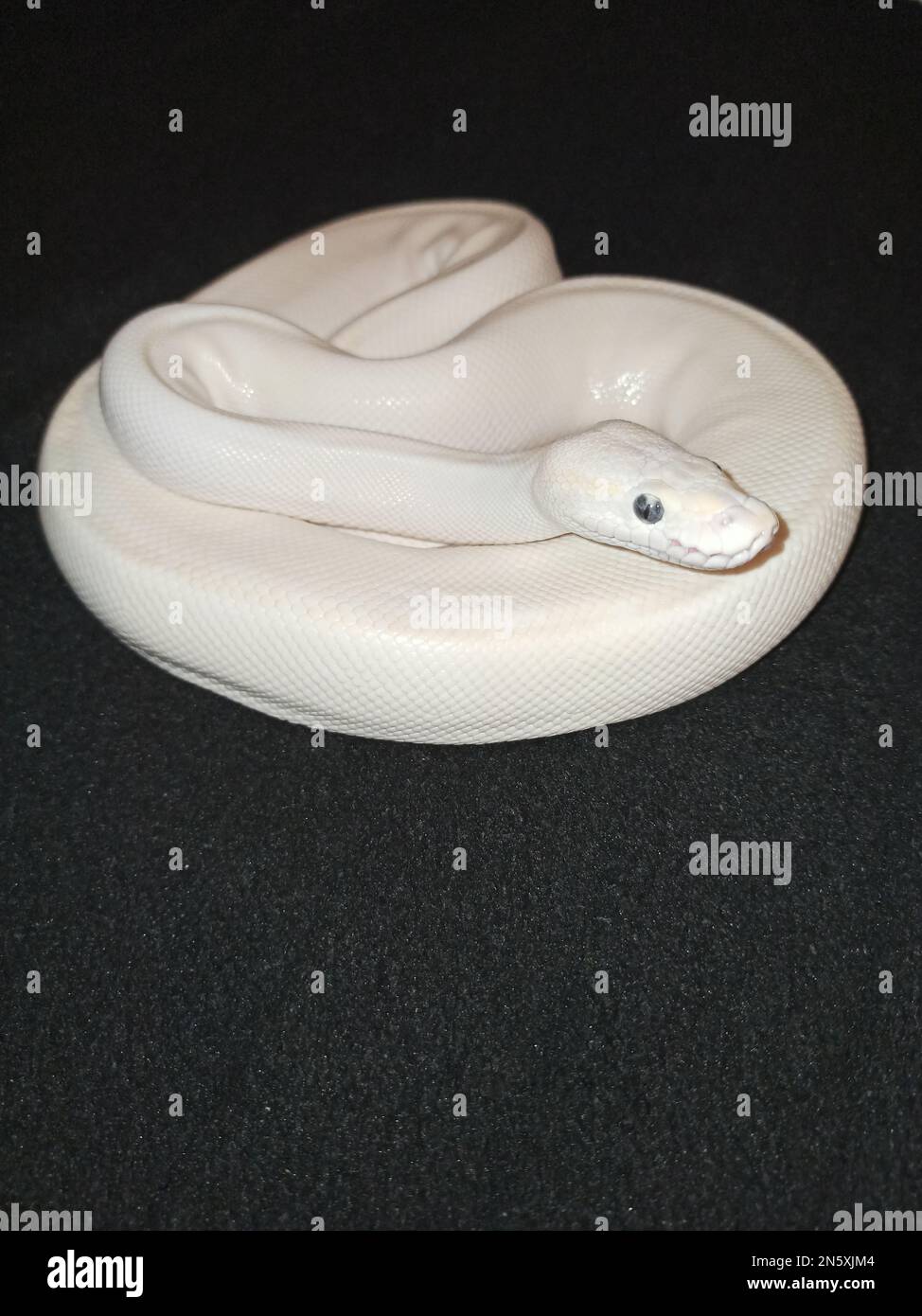 Un blu Eyed Leucistic Ball Python Foto Stock