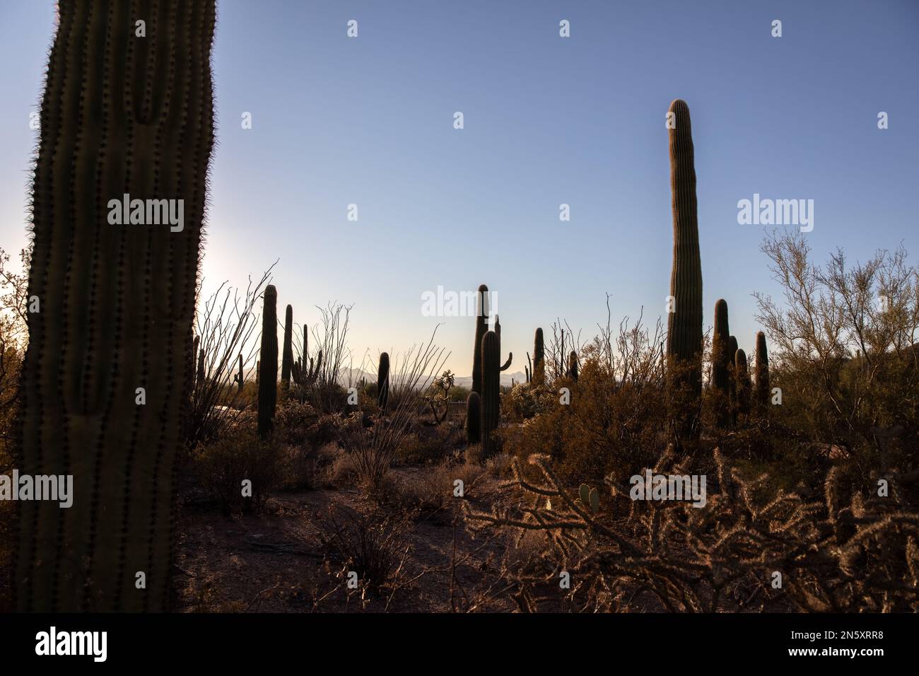 Cactus Field al Saguaro National Park di Tucson, Arizona Foto Stock