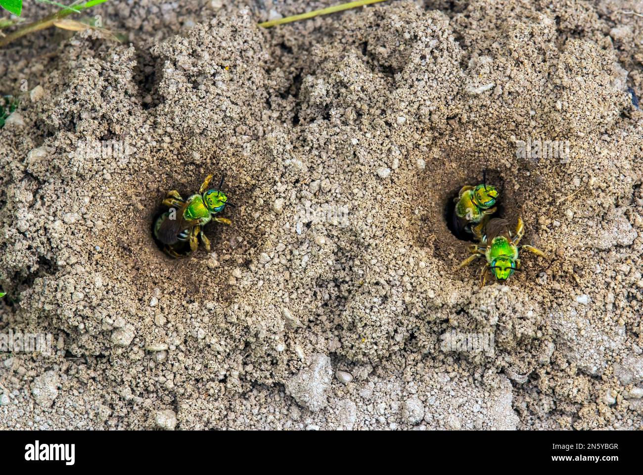 Virescent Green Metallic Bees che emergono dal loro nido sotterraneo nelle Pocono Mountains della Pennsylvania. Foto Stock