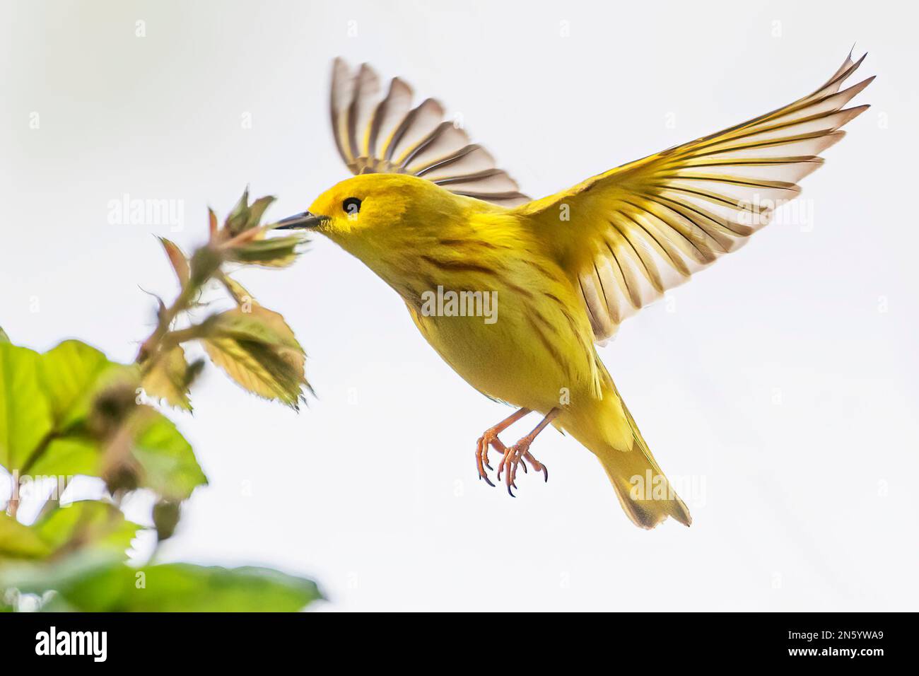 Warbler giallo in primavera foraggio per insetti Foto Stock
