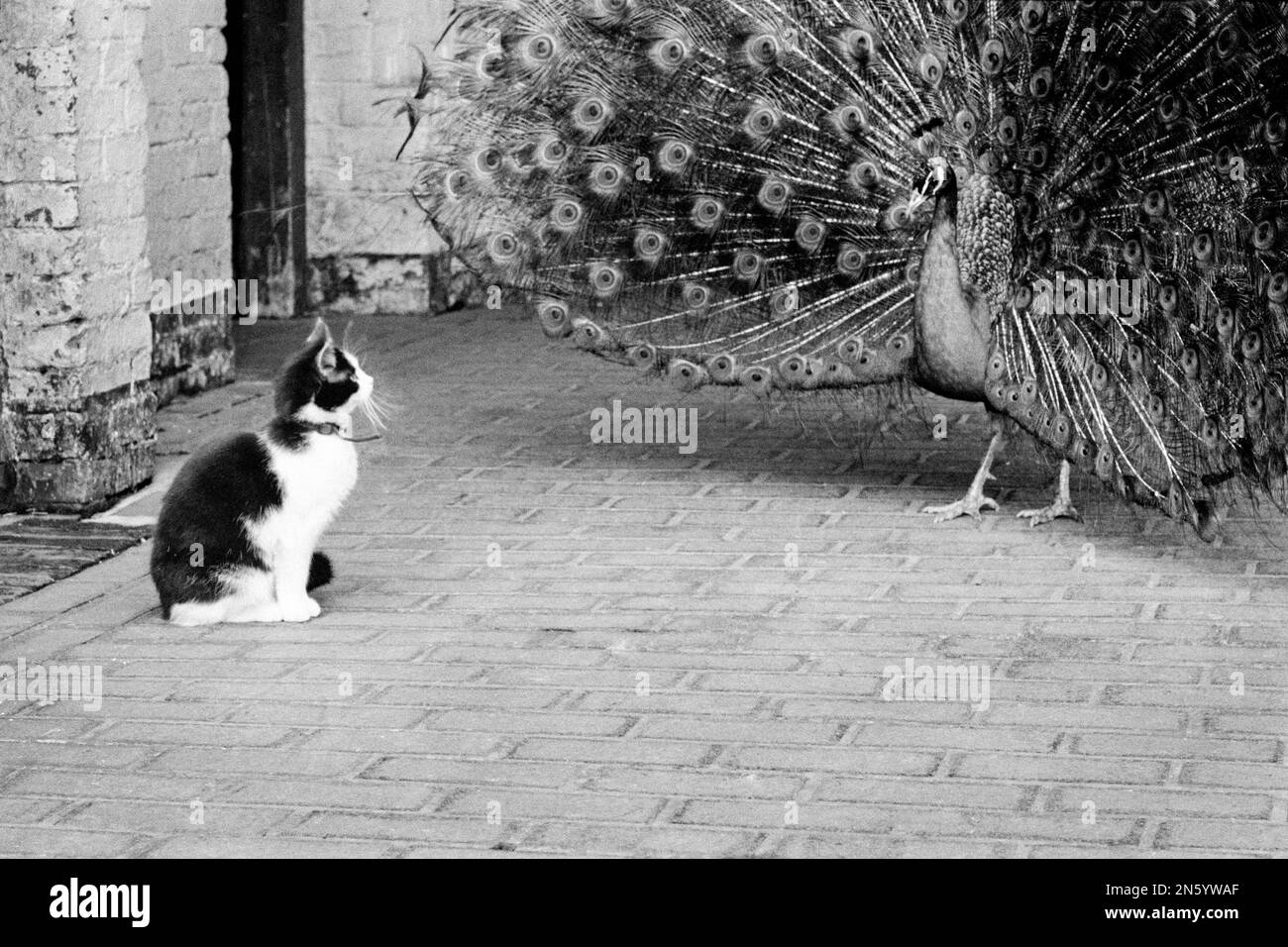 Gattino bianco e nero siede guardando un pavone eseguire il suo display di accoppiamento Foto Stock
