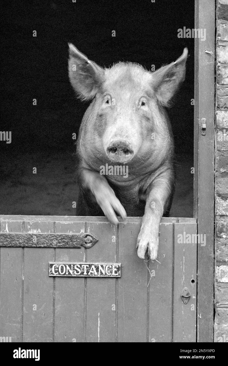 Maiale Tamworth sulle sue zampe posteriori alla porta della stalla, in attesa di essere nutrito Foto Stock