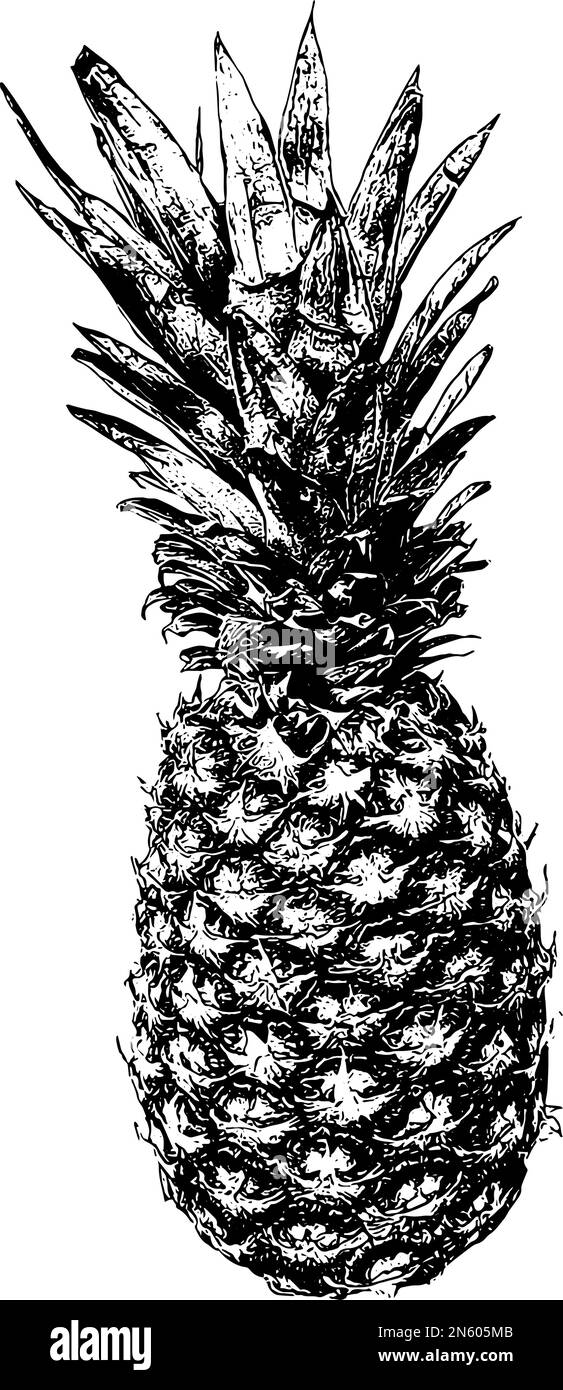 Disegno di illustrazione vettoriale di ananas intero Illustrazione Vettoriale