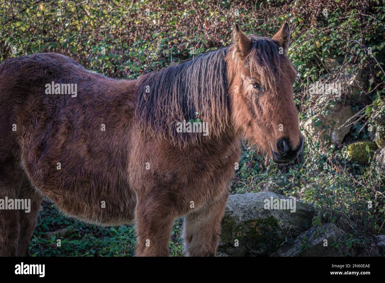 Asino bruno rossastro (testa rossa) con un fiore nella sua pelliccia guardando la macchina fotografica con uno sfondo di foglie verdi naturali in Cantabria, Spagna, Foto Stock