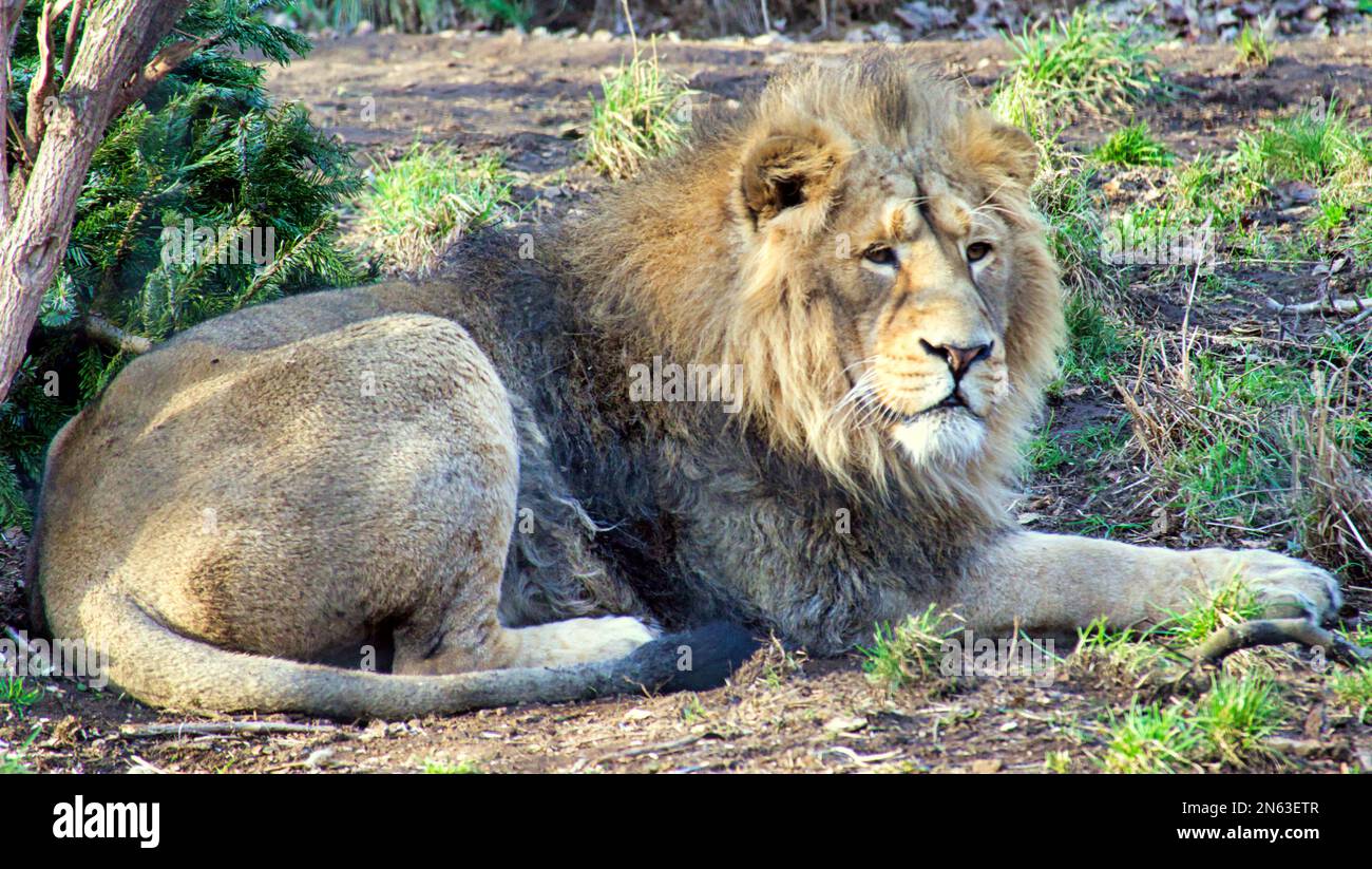 Il leone dello zoo di Edimburgo si è impresso sunnimg Foto Stock