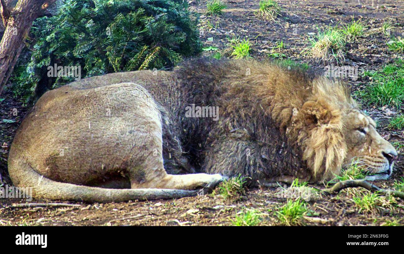 Edimburgo zoo leone dormire o morti prendere il sole se stesso Foto Stock