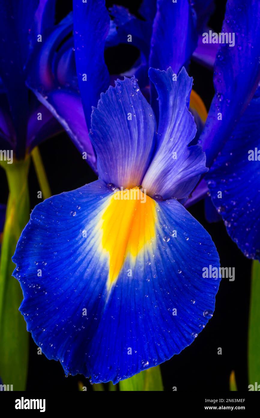 Dutch Blue Iris Foto Stock