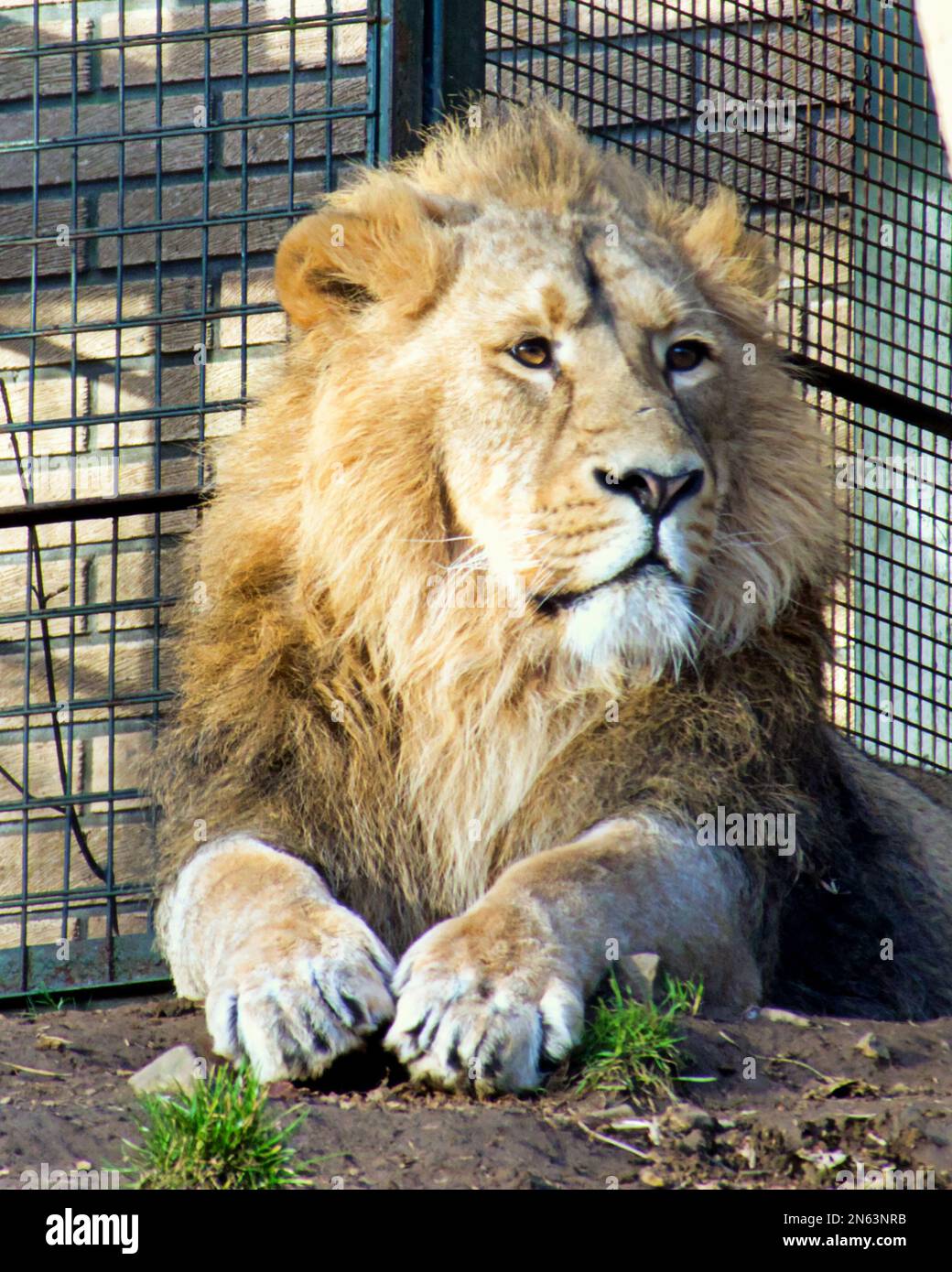 Il leone dello zoo di Edimburgo si prendisole da solo Foto Stock