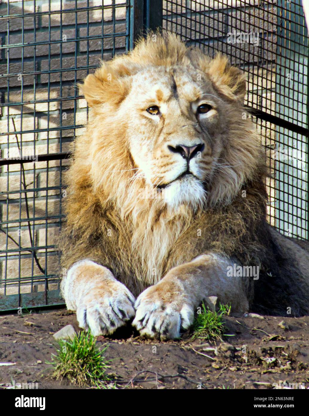 Il leone dello zoo di Edimburgo si prendisole da solo Foto Stock