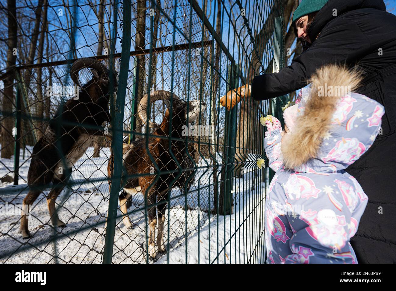 Madre e bambino in una giornata invernale gelida e soleggiata nel parco che alimenta la mandria di capre nello zoo. Foto Stock