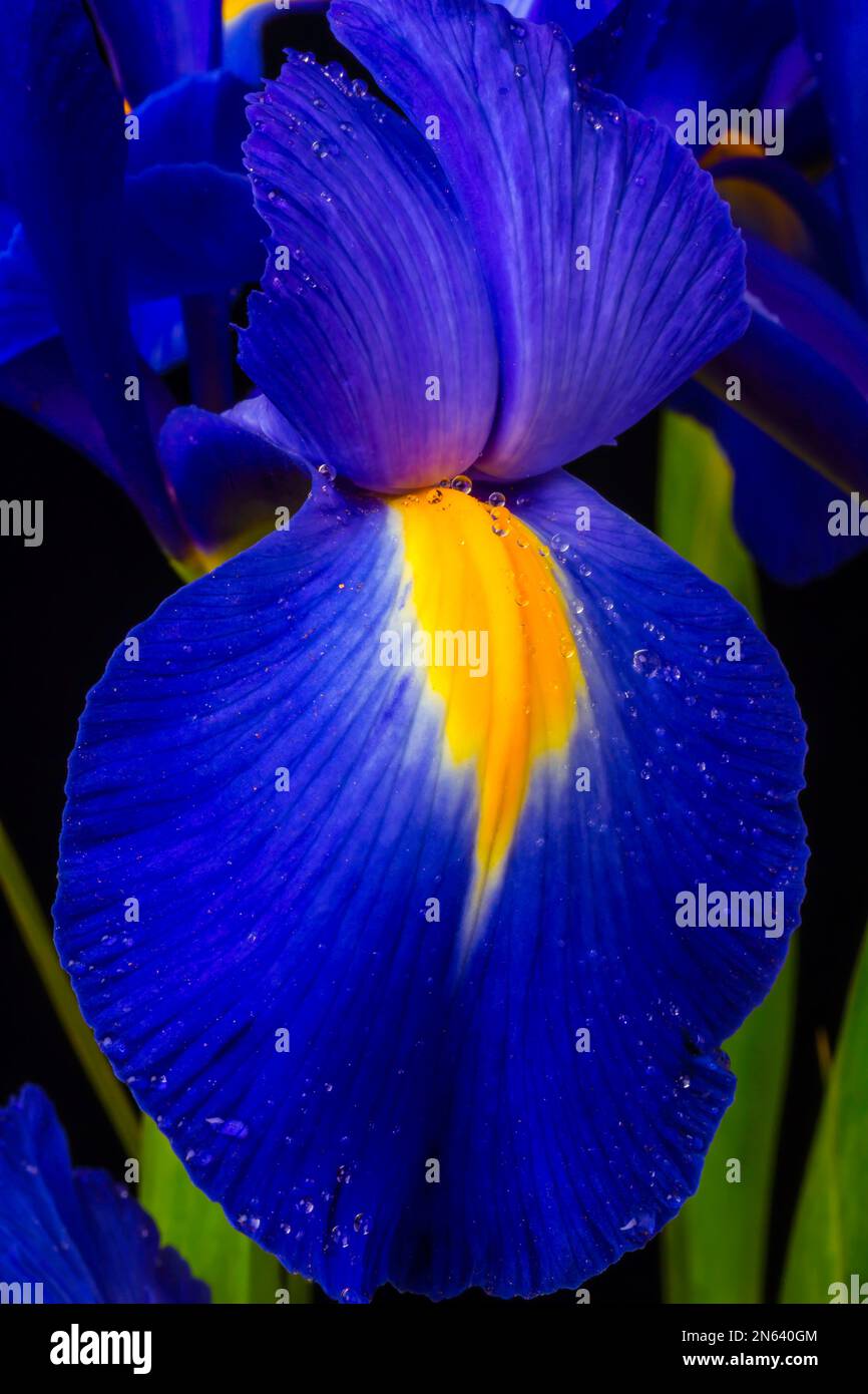 Iris blu olandese Foto Stock