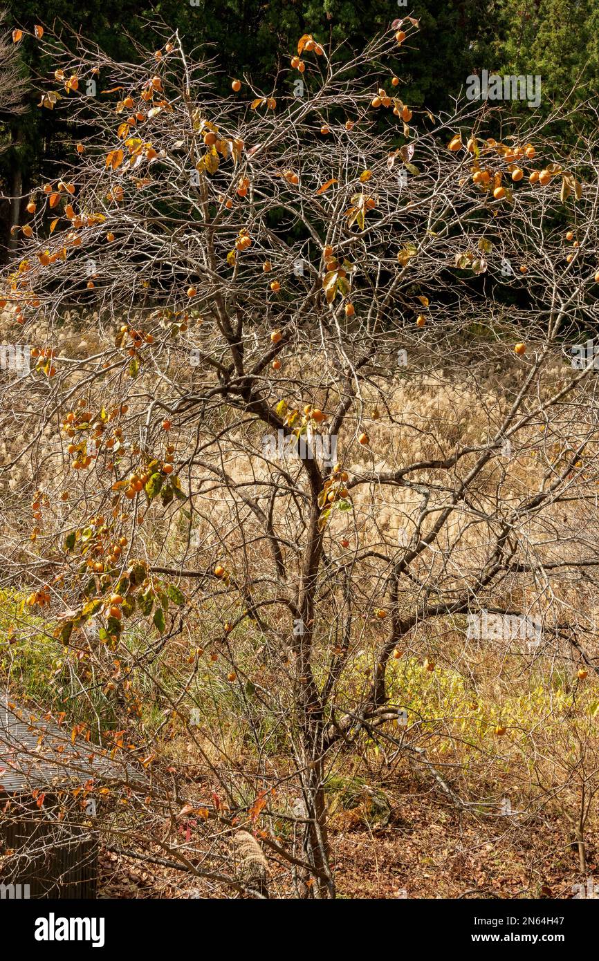 Albero di persimmon selvatico (Diospyros kaki) in autunno, vicino al villaggio di Nagoro, Valle di Iya, Giappone Foto Stock