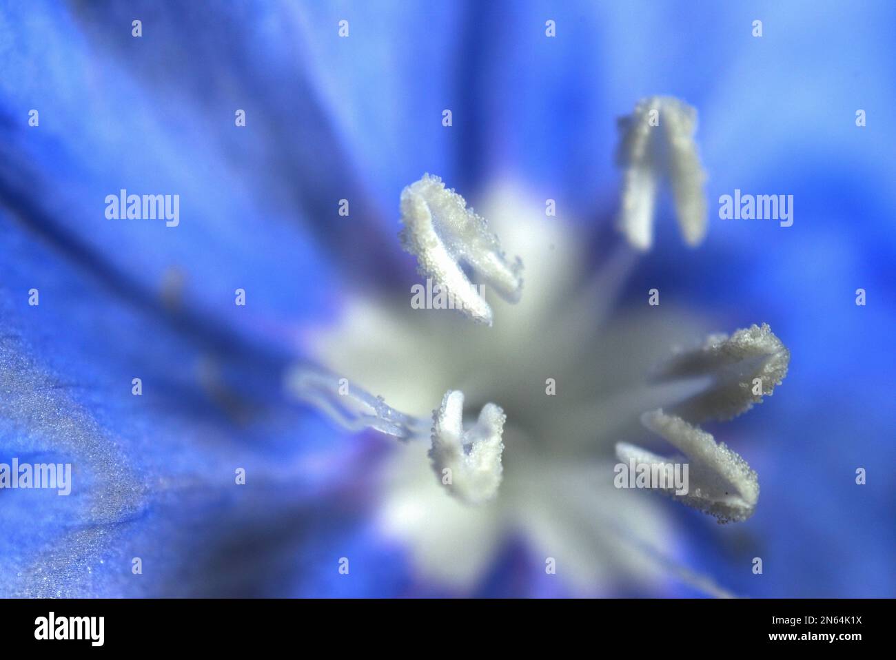 Primo piano di un fiore Hawaiiano Blue Eyes (Evolvulus glomeratus) che mostra le antere bianche. Foto Stock