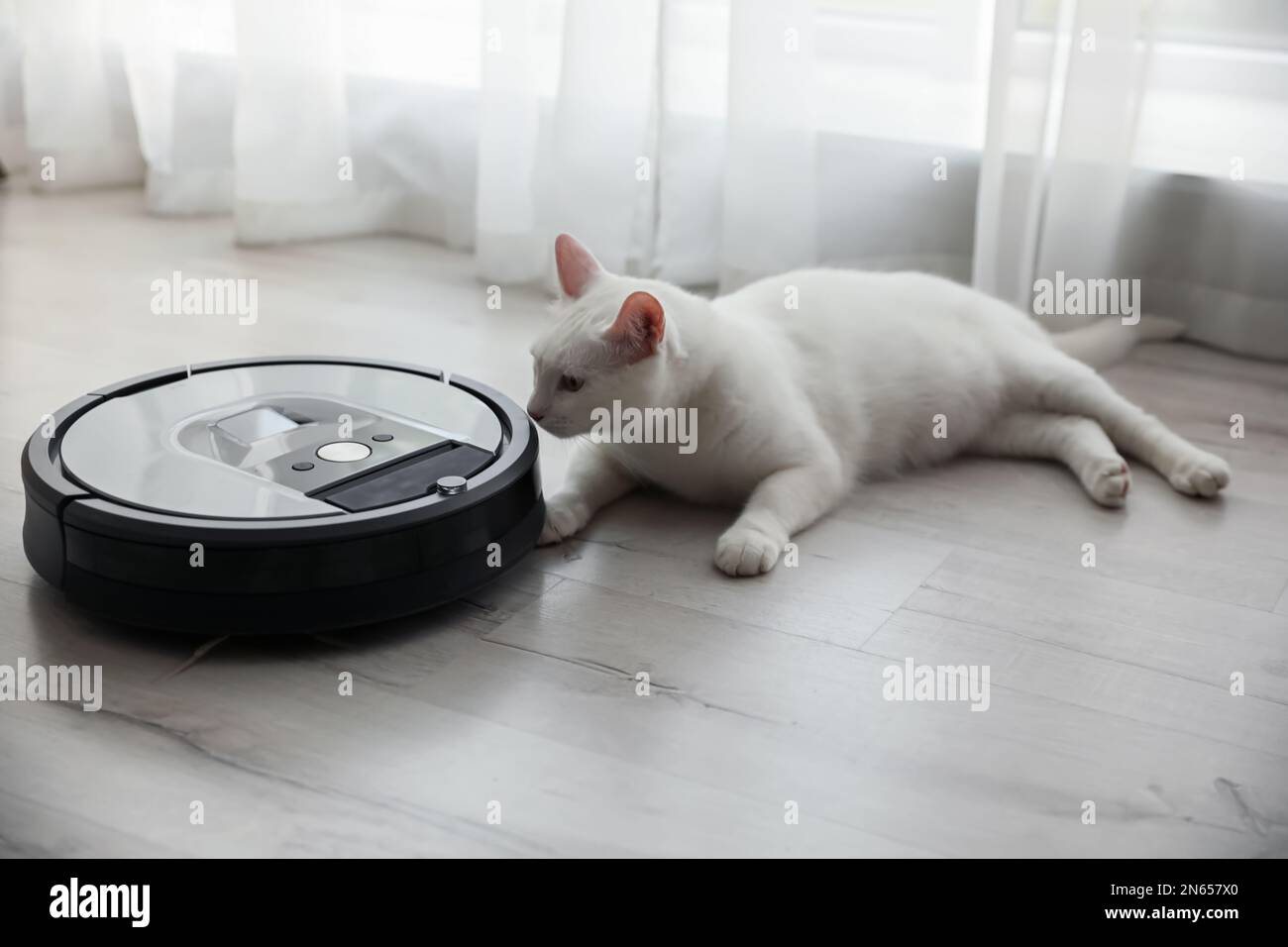 Aspirapolvere robot moderno e gatto carino sul pavimento in interni Foto  stock - Alamy