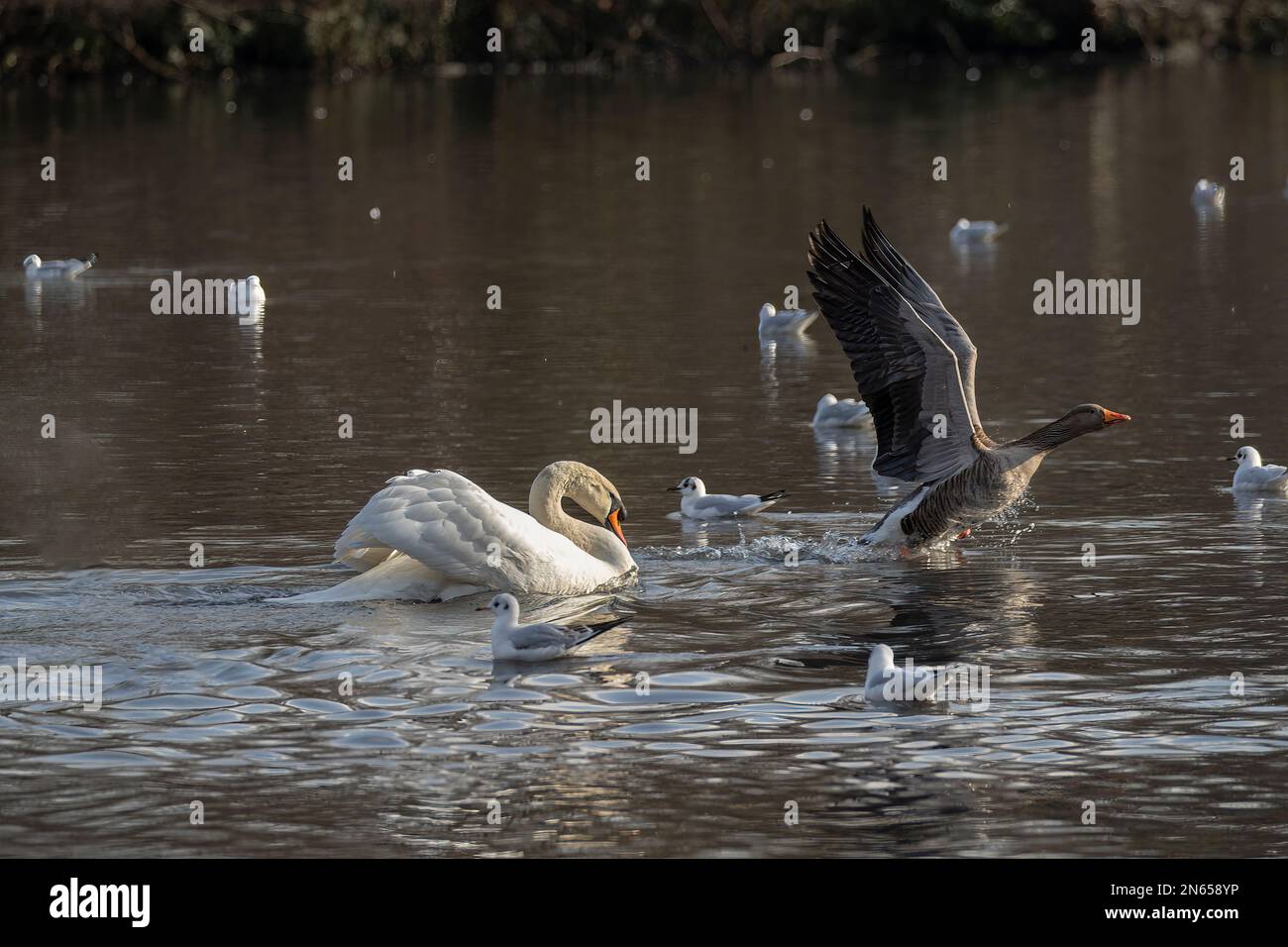 Cigno muto sul lago che bullismo un'oca lag grigia Foto Stock
