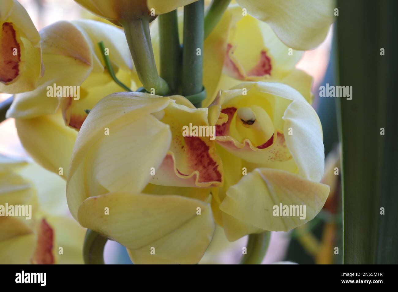 Un mazzo di giallo Cymbidium o Orchidea Barca Foto Stock