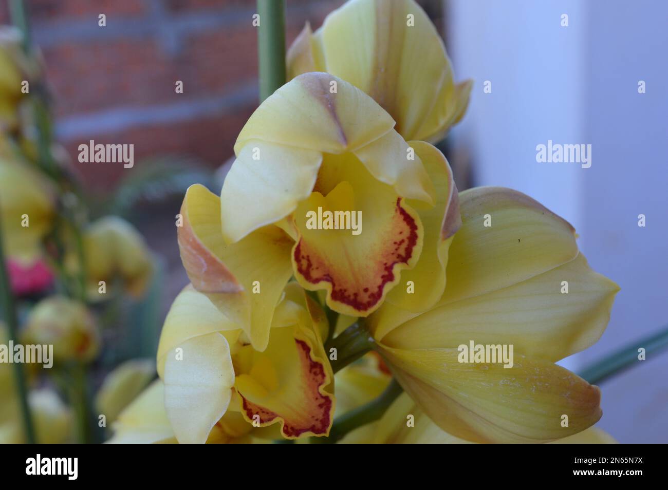 Un mazzo di giallo Cymbidium o Orchidea Barca Foto Stock