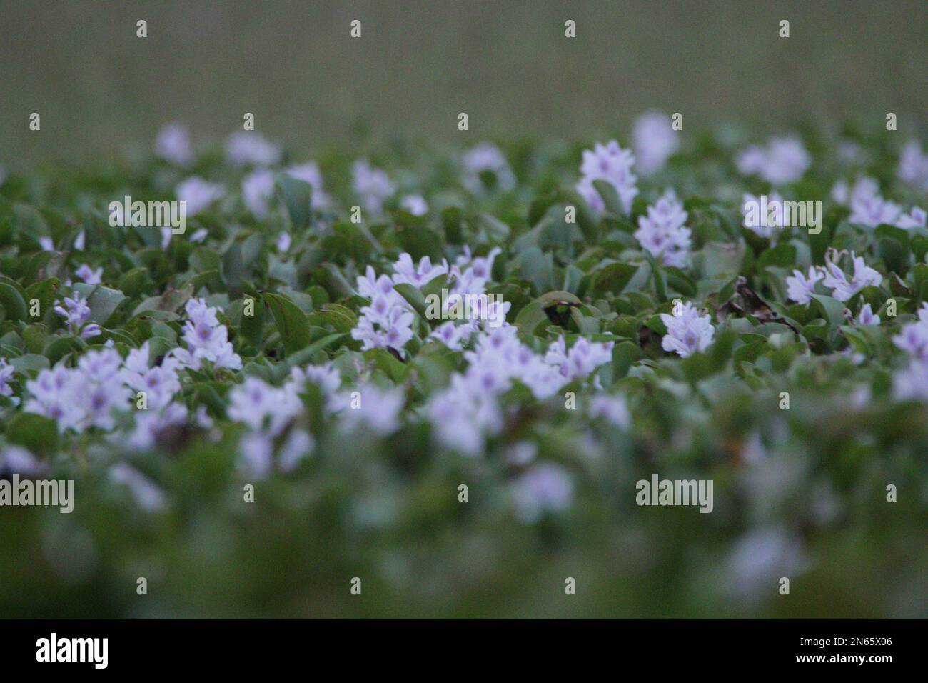 Fiori nel mio giardino domestico, Sri Lanka Foto Stock