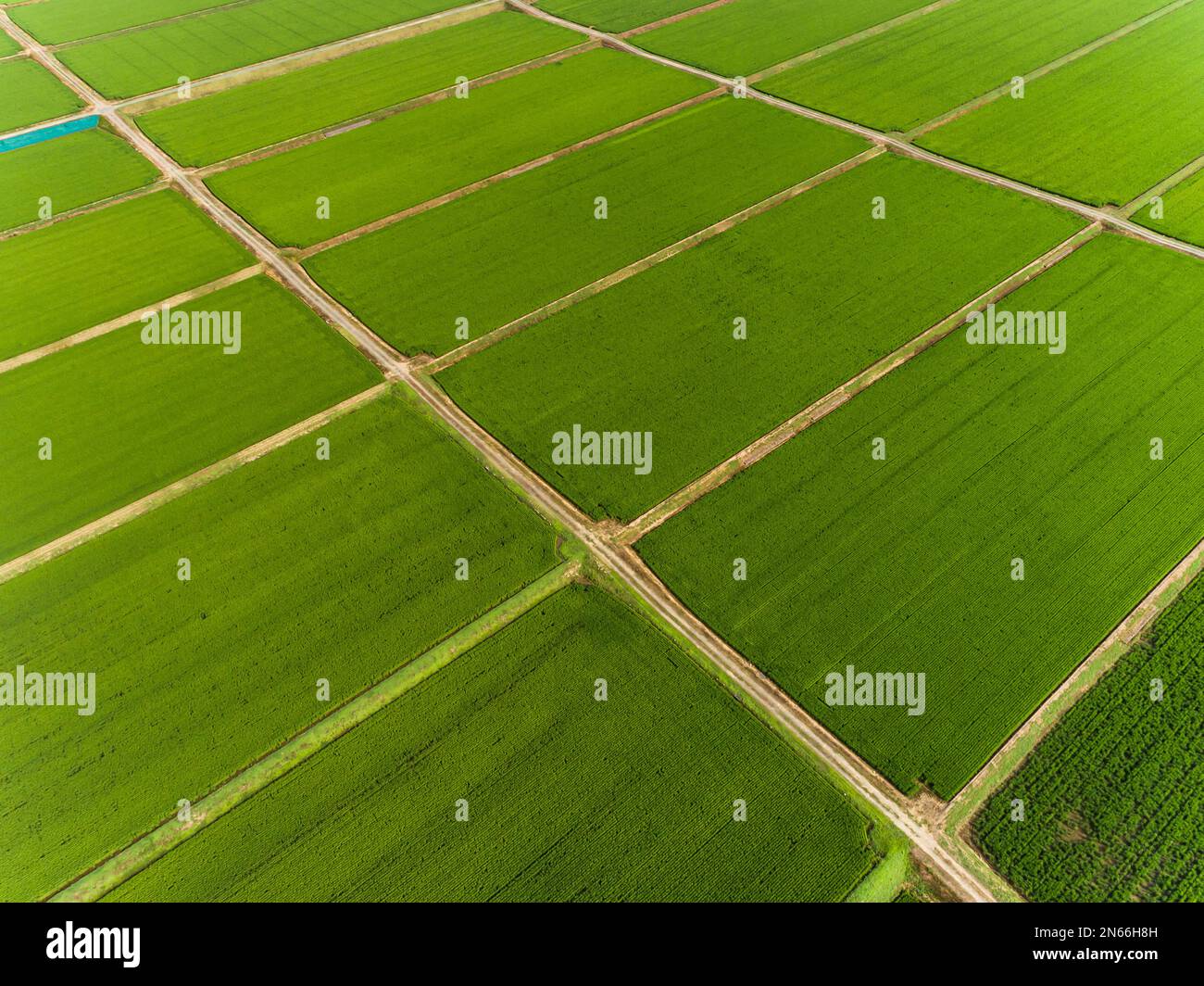 Campo di riso, schema a scacchi, antenna del drone, Yokote City, Akita, Tohoku, Giappone, Asia orientale, Asia Foto Stock