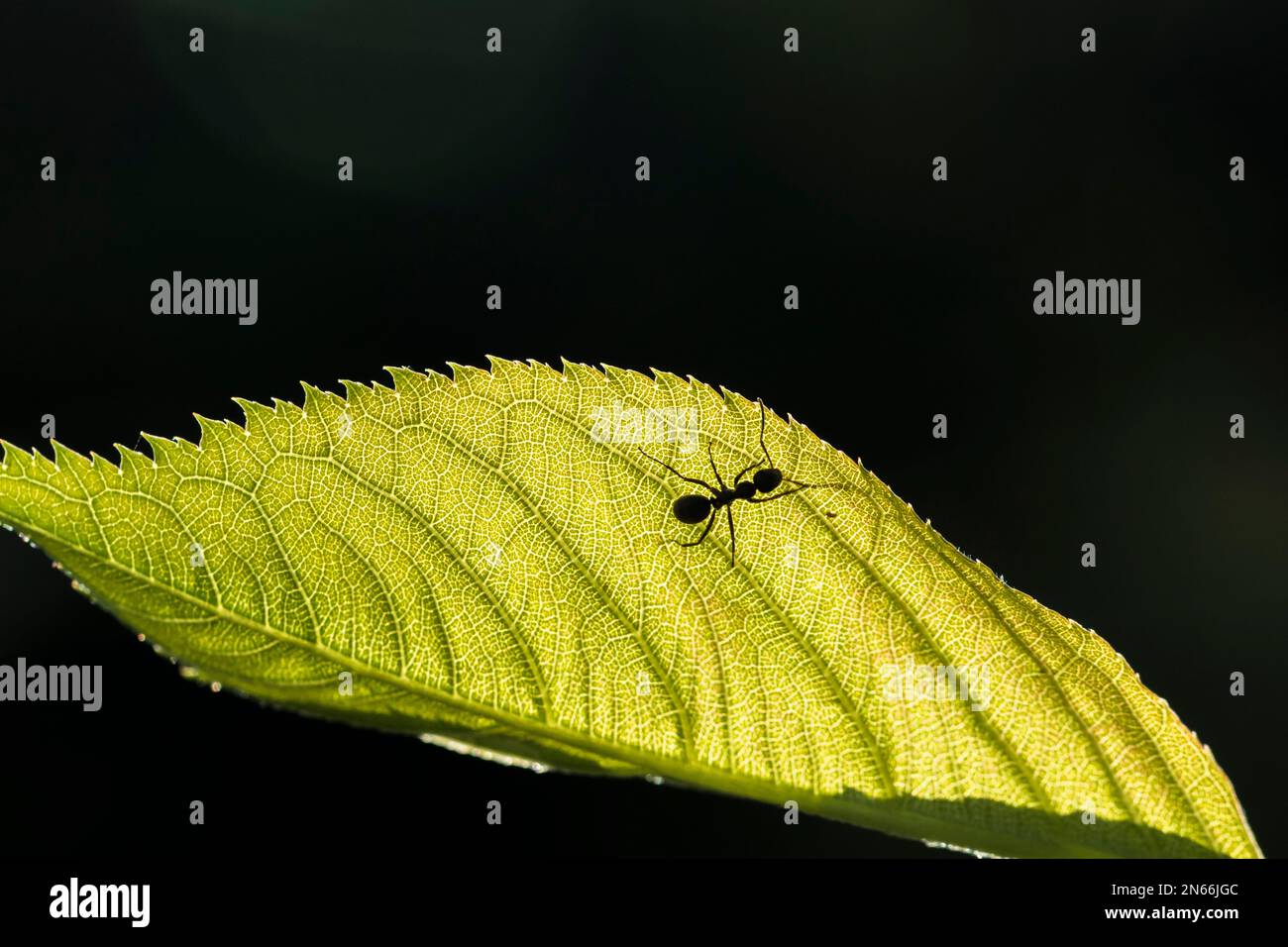 Formica silhouette su foglia, mattina rugiada, l'erba, giardino, campo, Città di Yokote, Akita, Tohoku, Giappone, Asia orientale, Asia Foto Stock