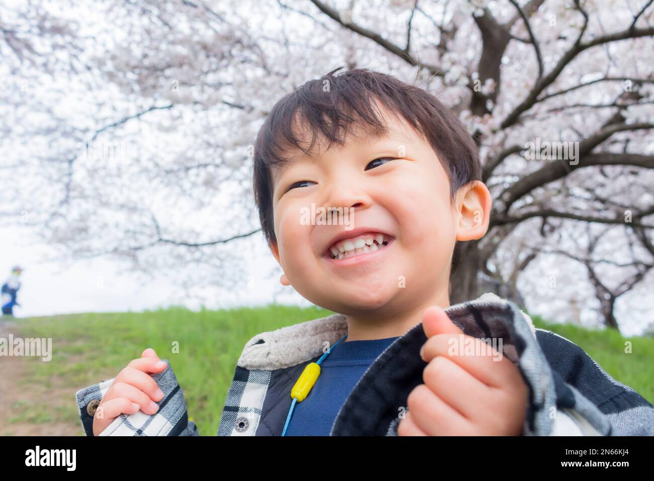 Ragazzo sorride sotto la fioritura dei ciliegi, 2 anni, sulla riva del canale, città di Saitama, provincia di Saitama, Giappone, Asia orientale, Asia Foto Stock