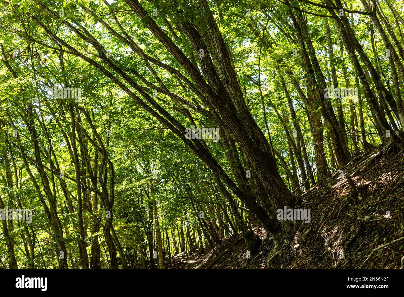 Sentiero nella foresta nativa dei monti Chichibu, percorso Mitsmine per il monte più alto di Tokyo Kumotori, Chichibu, provincia di Saitama, Giappone, Asia orientale, Asia Foto Stock