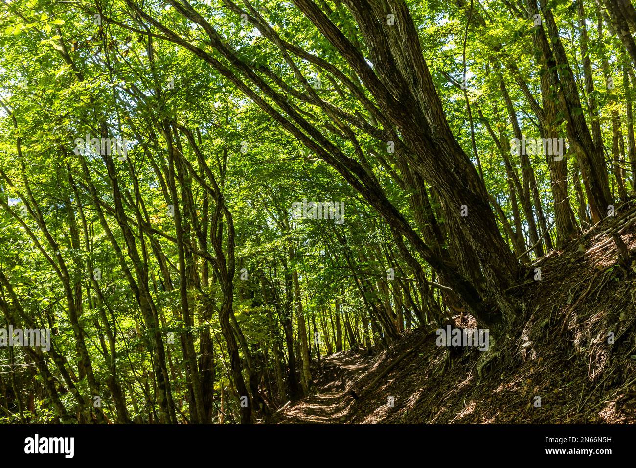 Sentiero nella foresta nativa dei monti Chichibu, percorso Mitsmine per il monte più alto di Tokyo Kumotori, Chichibu, provincia di Saitama, Giappone, Asia orientale, Asia Foto Stock