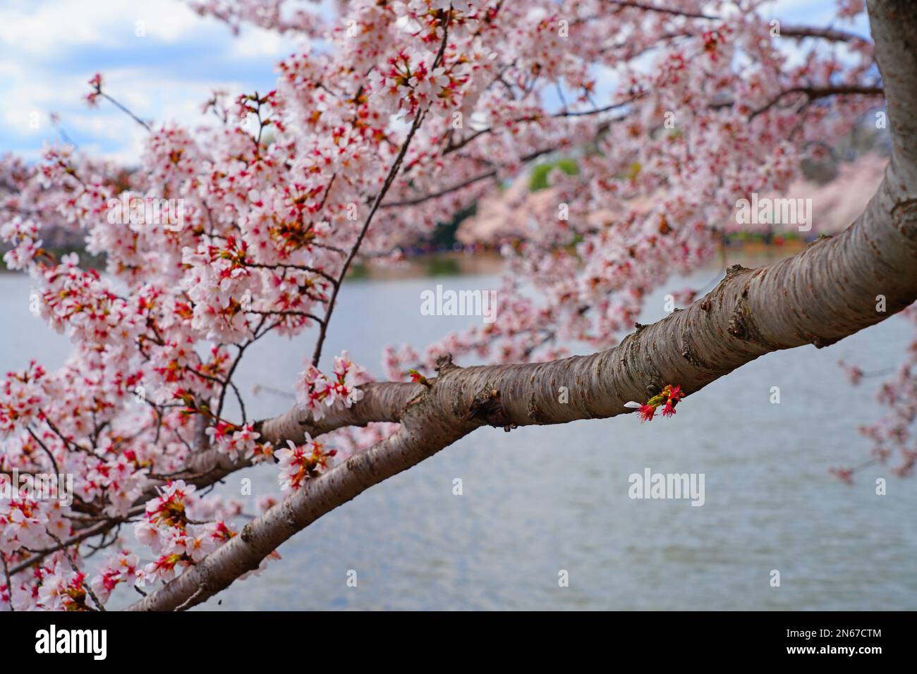 Fiori di ciliegio rosa di un albero di sakura Cherry prunus in primavera a  Washington, DC Foto stock - Alamy