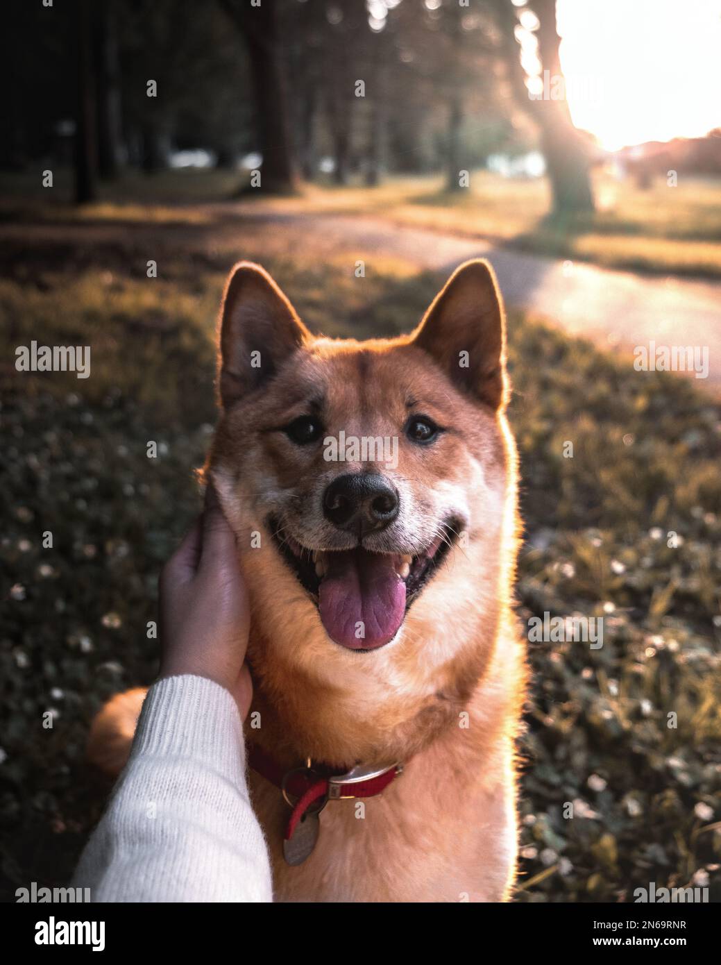 Ritratto di Shiba Inu Foto Stock