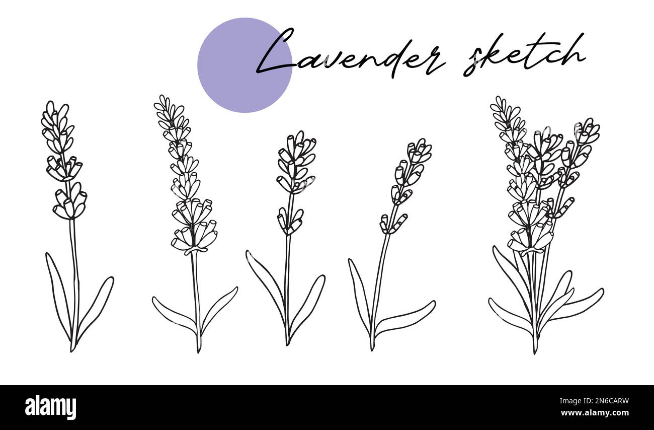 disegno vettoriale lavanda imposta linea doodle disegno a mano Illustrazione Vettoriale