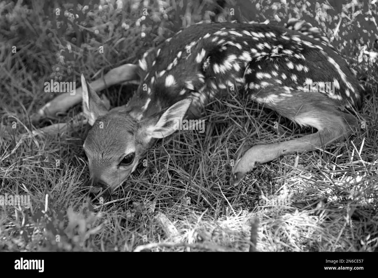 Natura animale concetto. Capreolo del capredeer del bambino. Bambi dei cervi nati e animali selvatici primaverili concetto. Pegno di riposo. Foto Stock