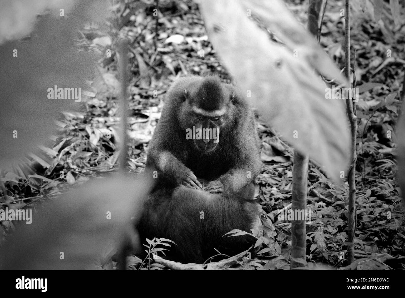 I macachi neri di Sulawesi (Macaca nigra) stanno ripulendo mentre sono sdraiati e seduti sul pavimento della foresta nella riserva naturale di Tangkoko, Sulawesi settentrionale, Indonesia. Le femmine di questa specie endemica del Nord Sulawesi hanno interazioni affiliative (tra cui la cura del corpo) 2,5 volte all'ora e più del 60% di queste interazioni ha coinvolto il contatto con il corpo, secondo un team di scienziati primati guidati da Julie Dube nel loro documento di ricerca pubblicato su American Journal of Primatology. "Le femmine sono state coinvolte in un bout governante con un'altra femmina circa una volta all'ora", hanno scritto. Foto Stock