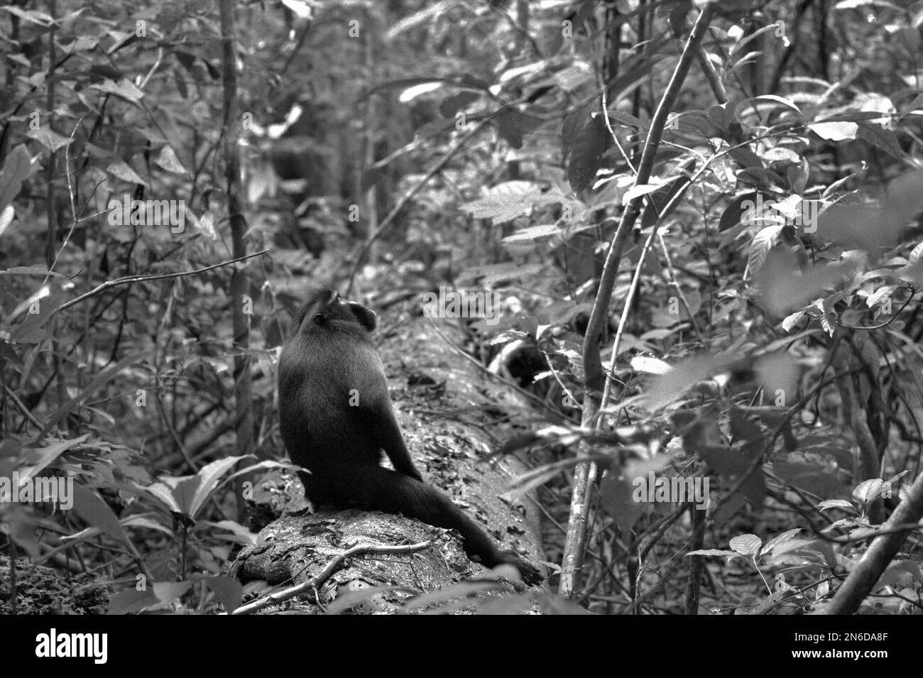 Un macaco soldato (Macaca nigra) guarda in su mentre si trova su un tronco d'albero nella Riserva Naturale di Tangkoko, Sulawesi Nord, Indonesia. Secondo gli scienziati, le maggiori minacce ai primati a livello globale sono rappresentate dalla caccia non indigena, dalla deforestazione e dall’agricoltura industriale, oltre che dallo sviluppo dei trasporti e delle infrastrutture idroelettriche. Nel regno indomalese, le aree protette (come la Riserva Naturale di Tangkoko) rappresentano solo fino al 9% della gamma dei primati. Foto Stock