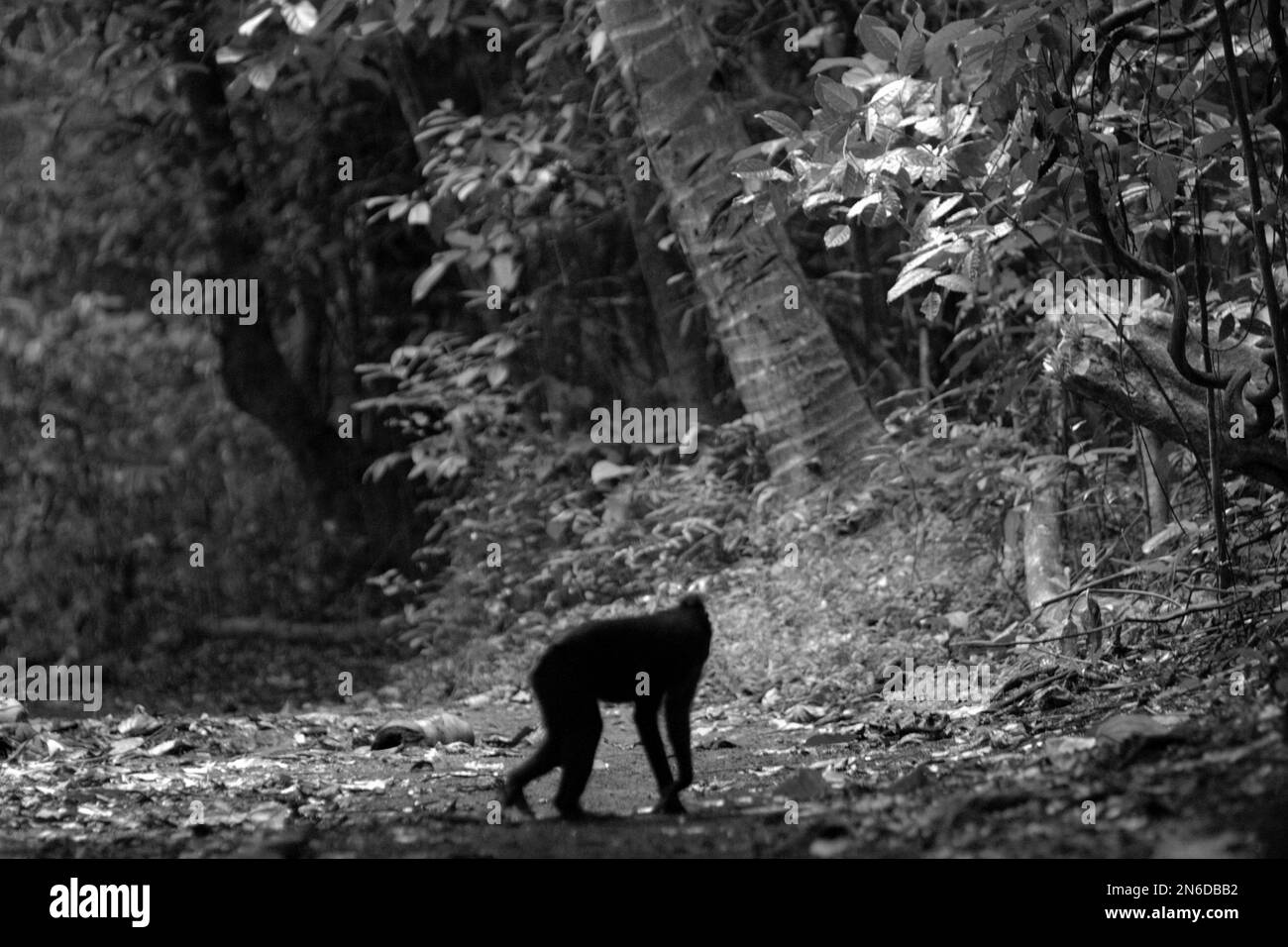 Un macaco soldato (Macaca nigra) si aggira su un sentiero forestale nella Riserva Naturale di Tangkoko, Nord Sulawesi, Indonesia. La scimmia endemica a Sulawesi trascorre più del 60% del loro giorno sul terreno piuttosto che sugli alberi, secondo i primati scienziati. Foto Stock