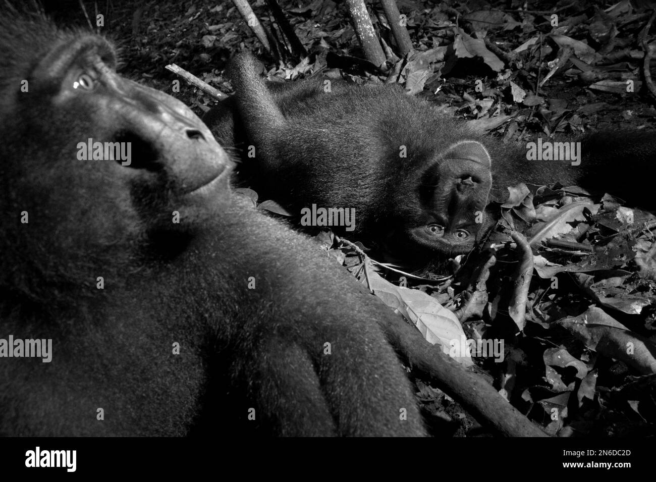 I macachi neri di Sulawesi (Macaca nigra) mostrano comportamenti amichevoli mentre sono seduti e sdraiati sul pavimento della foresta nella Riserva Naturale di Tangkoko, Nord Sulawesi, Indonesia. Foto Stock
