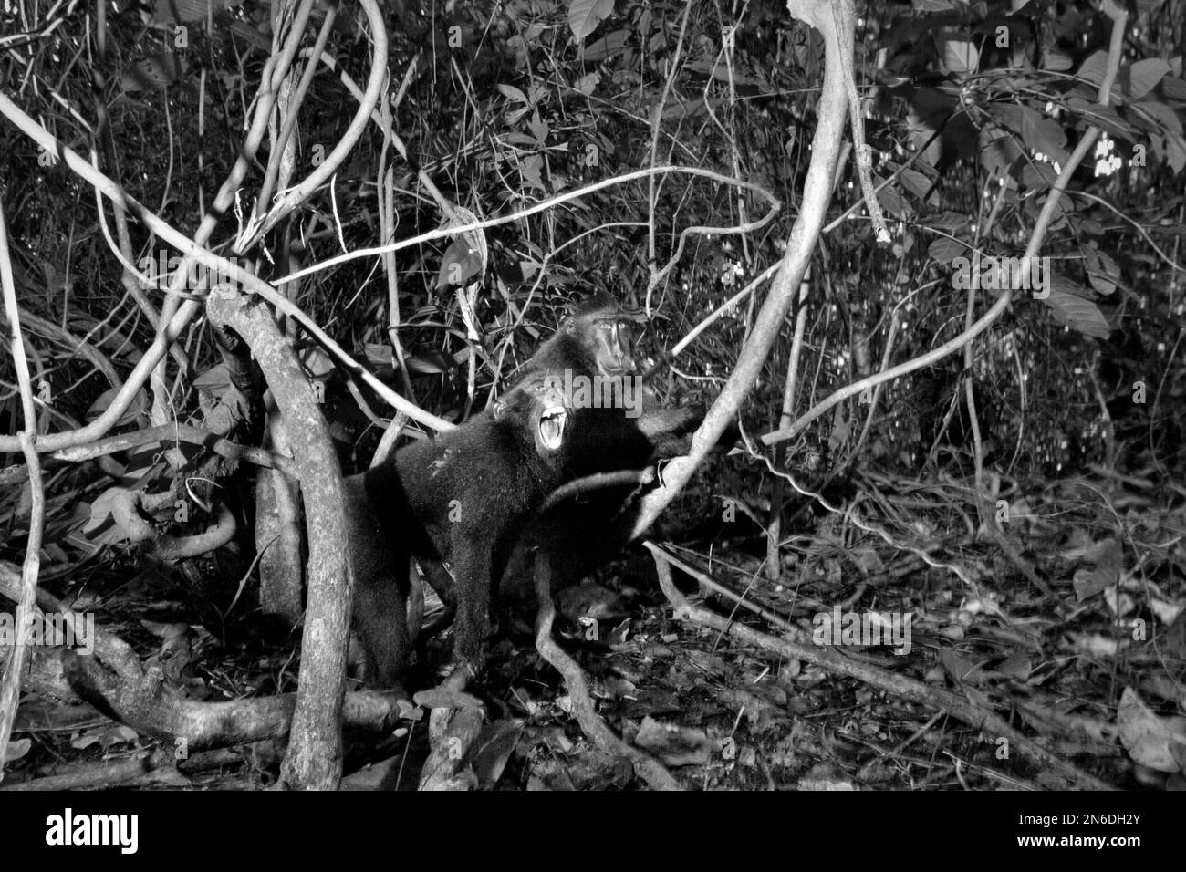 Un macaco soldato nero (Macaca nigra) produce allarme, poiché sta notando la presenza umana nella Riserva Naturale di Tangkoko, Nord Sulawesi, Indonesia. 'In natura, quando si rileva un predatore, tutti gli individui (di macaco crestato) normalmente produrre serie di allarmi chiamate,' ha scritto un team di scienziati guidati da Jerome Micheletta in un documento di ricerca del 2012 pubblicato dal Royal Society Journal. I pitoni, i cani e gli esseri umani sono i potenziali predatori di questa scimmia endemica del Nord Sulawesi, hanno aggiunto gli scienziati. Foto Stock