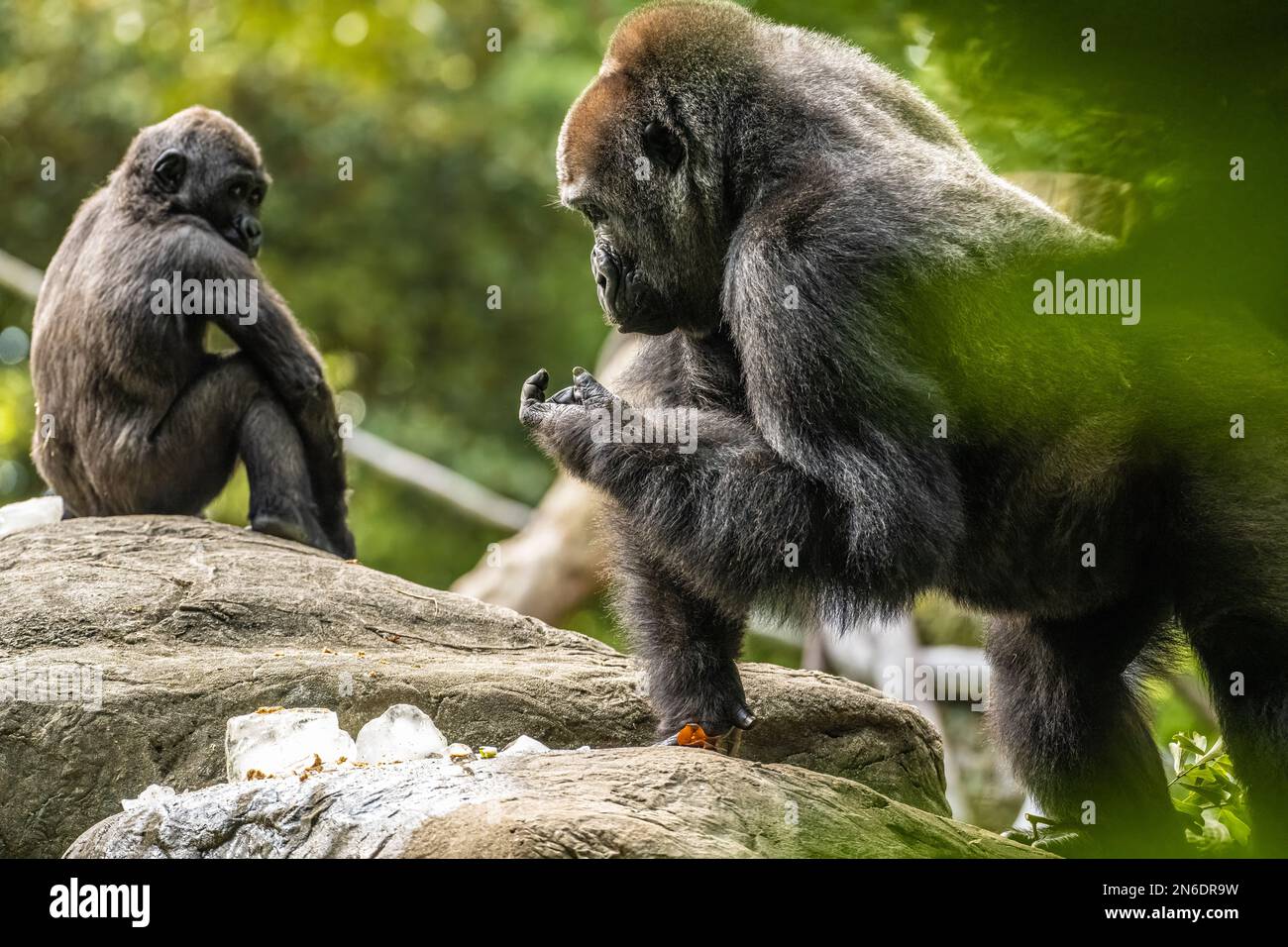 Gorilla Western lowland allo Zoo Atlanta di Atlanta, Georgia. (USA) Foto Stock