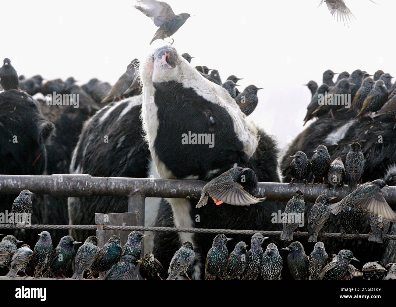 FILE In this file photo from Jan. 18, 2007, cattle and birds mix at a