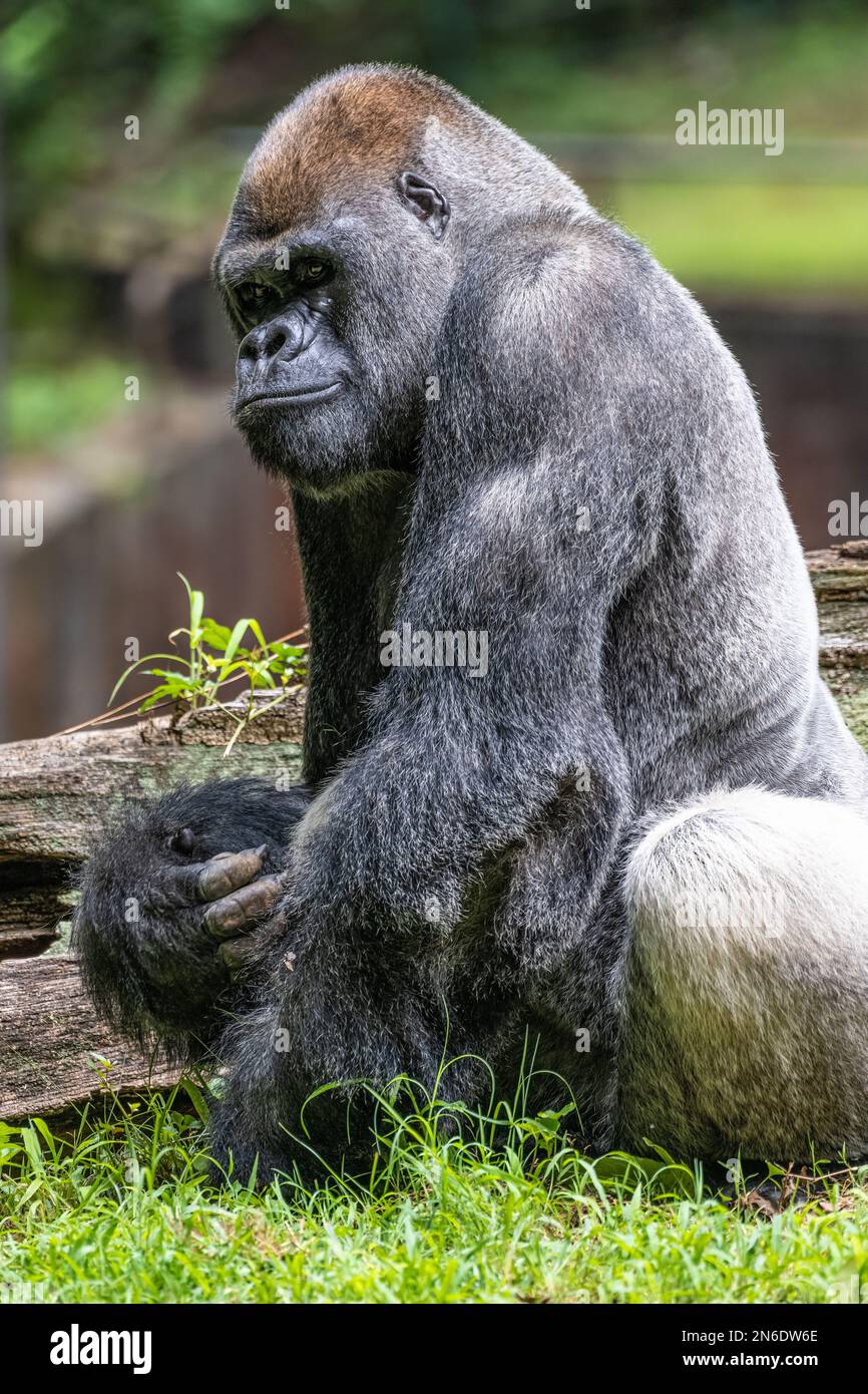 Silverback West Lowland gorilla allo Zoo Atlanta vicino al centro di Atlanta, Georgia. (USA) Foto Stock