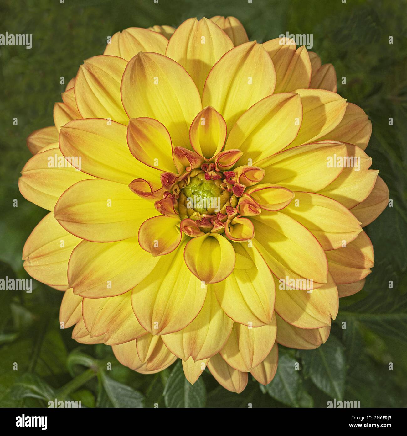 macro di primo piano di un isolato splendido fiore giallo e rosso dahlia su uno sfondo verde Foto Stock